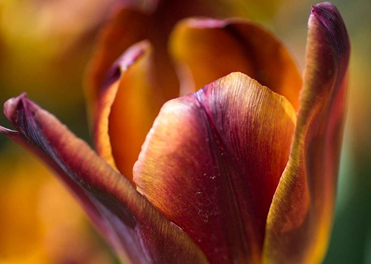 Two-tone tulip